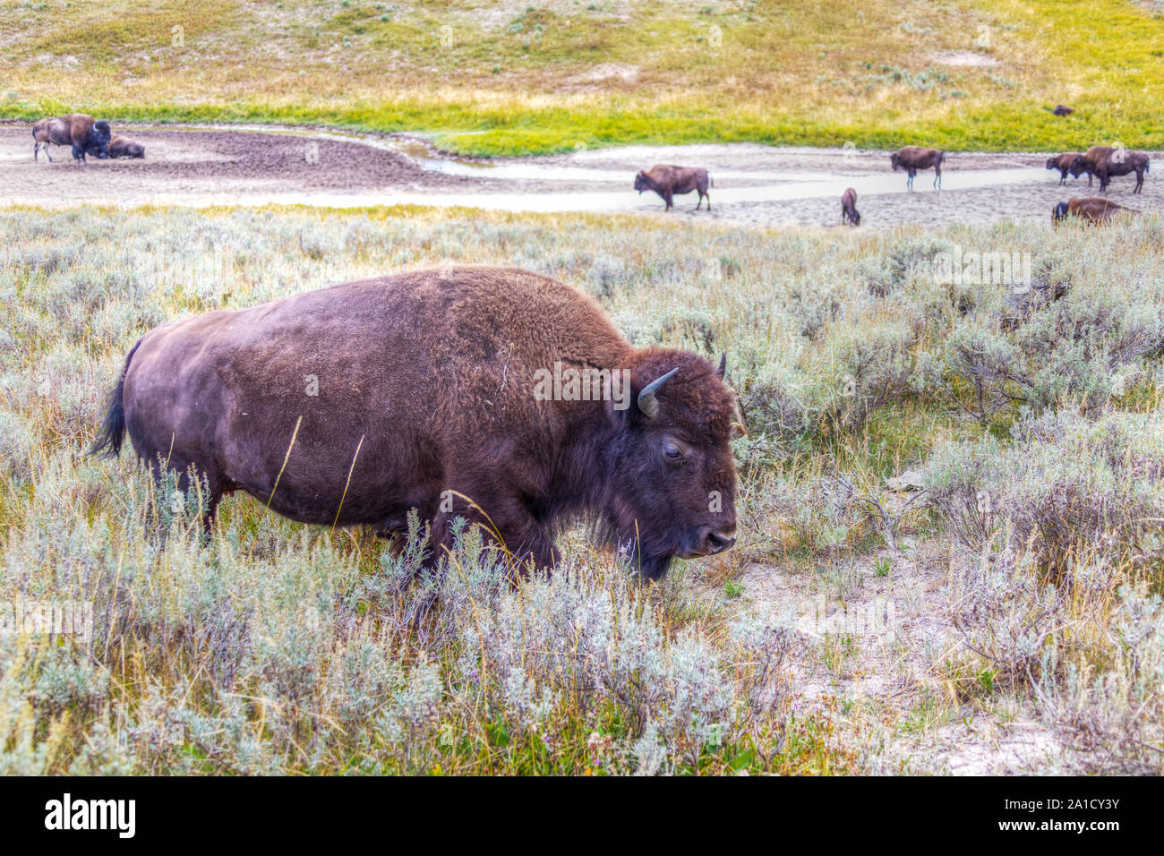 Herd of bisons grazing at Hayden Valley in Yellowstone National Park, Wyoming, USA. Stock Photo