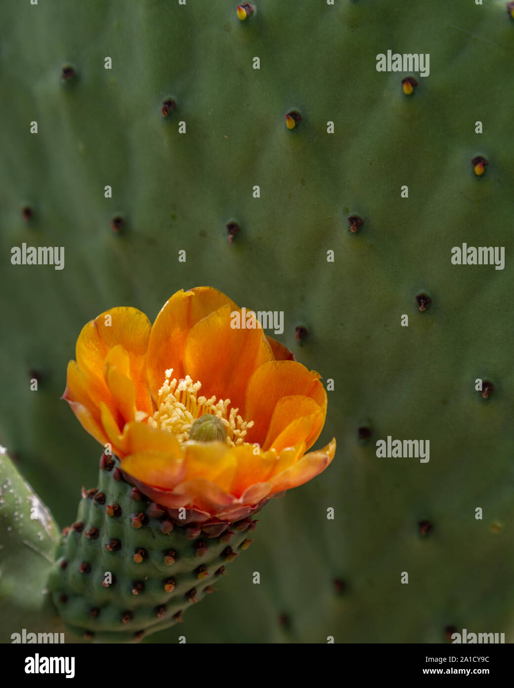 A solitary peach colored prickly pear blossom with a nopal (leaf) background. Stock Photo