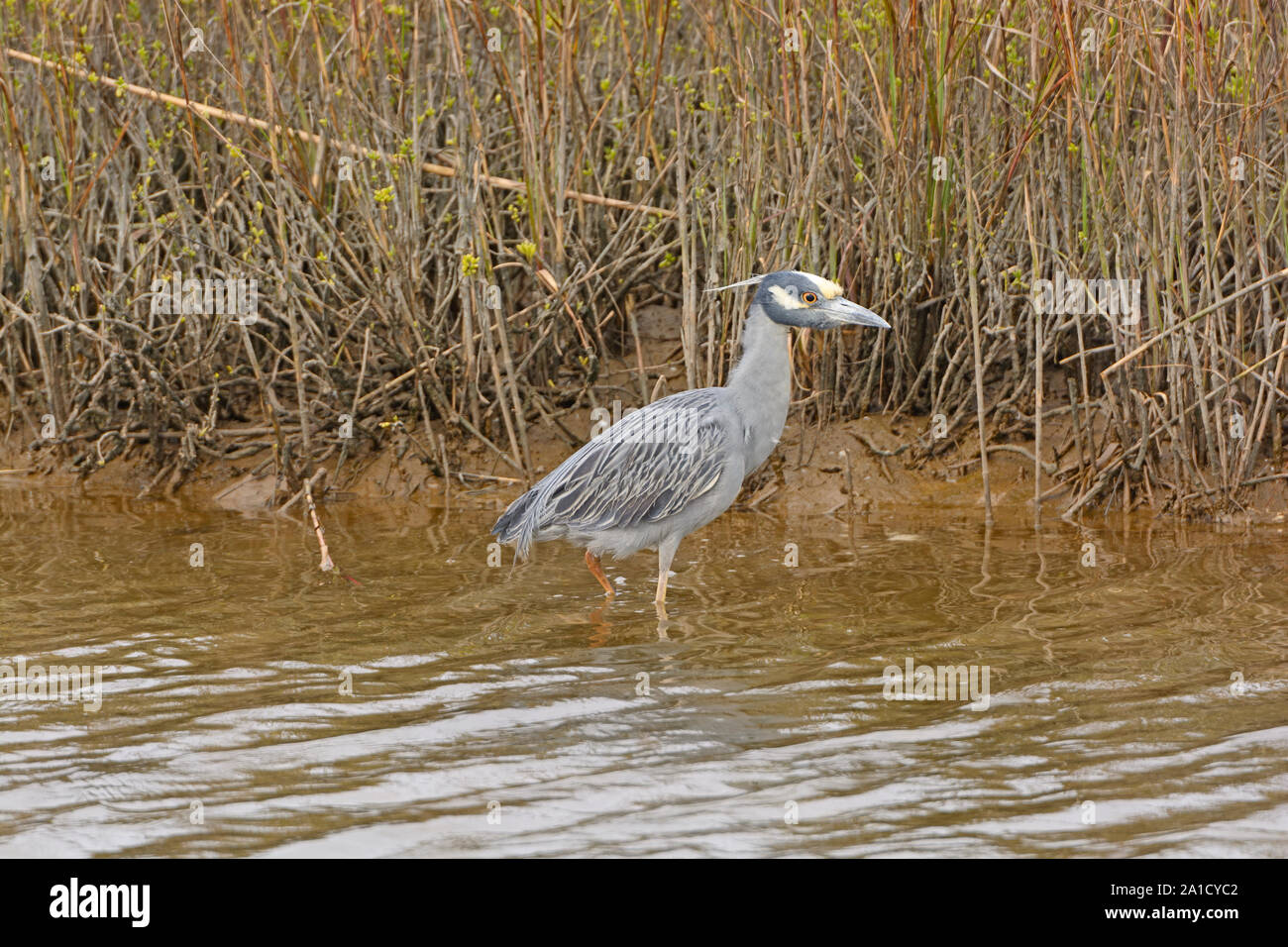 Yellow-Crowned Night Heron in the Bayou near Surfside Beach on the Gulf Coast of Texas Stock Photo