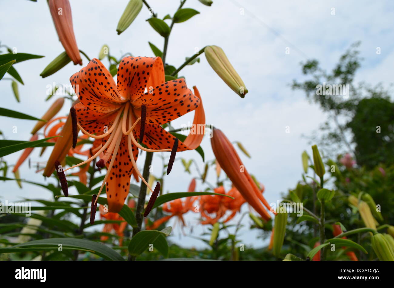 Summertime in Massachusetts: Tiger Lily 'Lilium lancifolium' Flower in Bloom Stock Photo