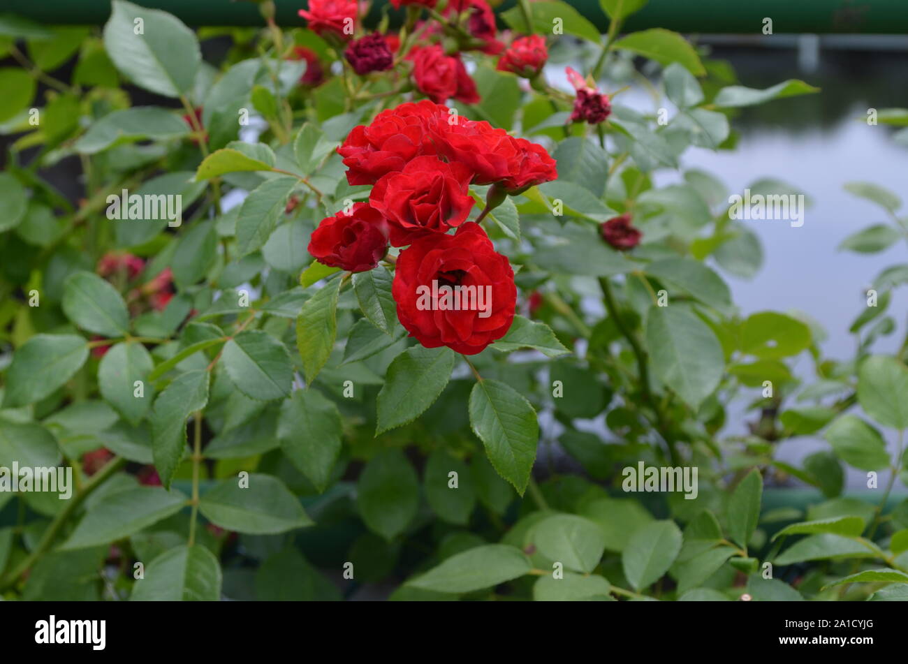 Summer in Massachusetts Red Roses in Bloom Stock Photo Alamy