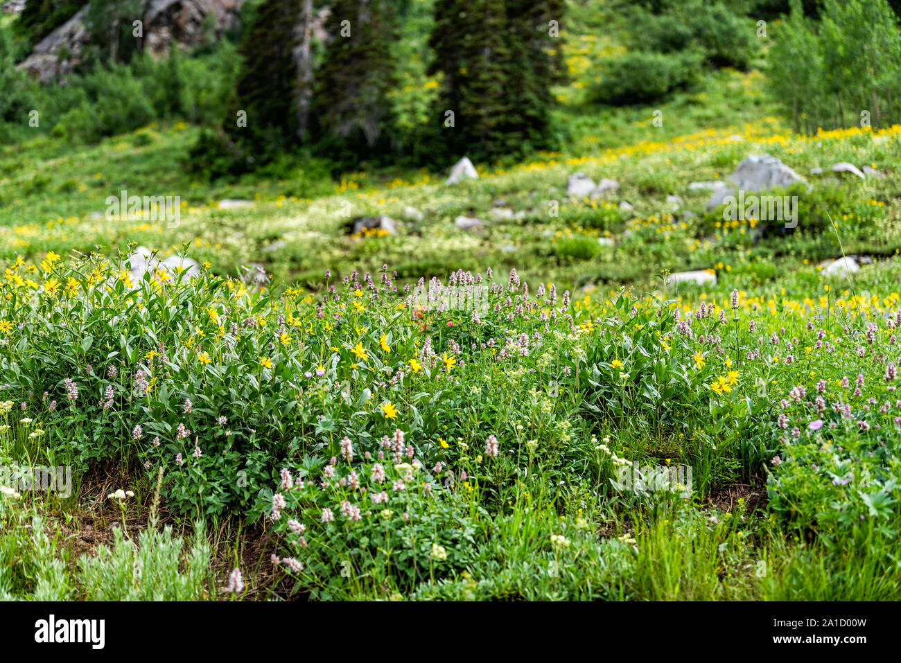 Albion Basin, Utah summer with field of many white and pink catnip
