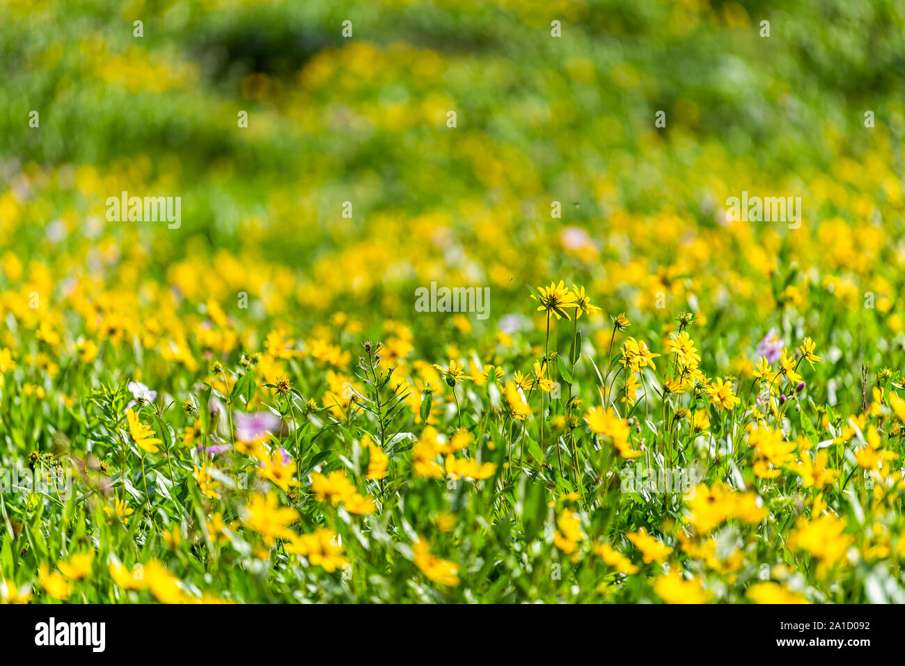 Albion Basin, Utah wildflowers summer season in Wasatch mountains with closeup of meadow and pattern of many yellow Arnica sunflowers flowers Stock Photo