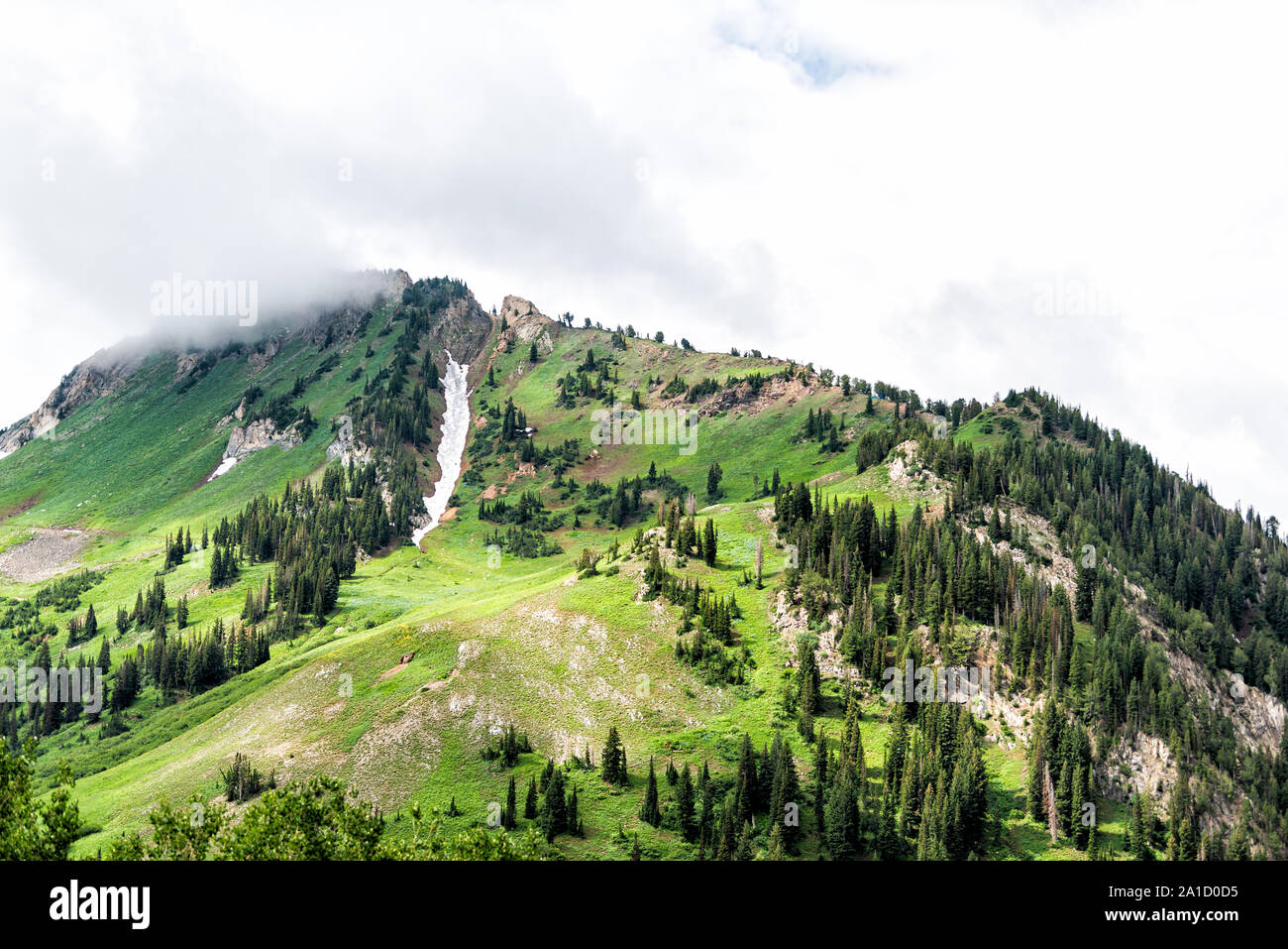 Albion Basin, Utah alpine slope on summer cloudy misty foggy day with