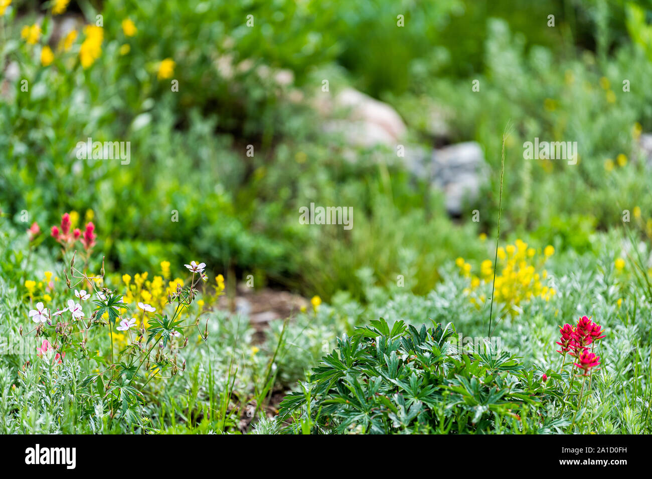 Albion Basin, Utah many wildflowers in summer in Wasatch mountains with meadow of red and yellow