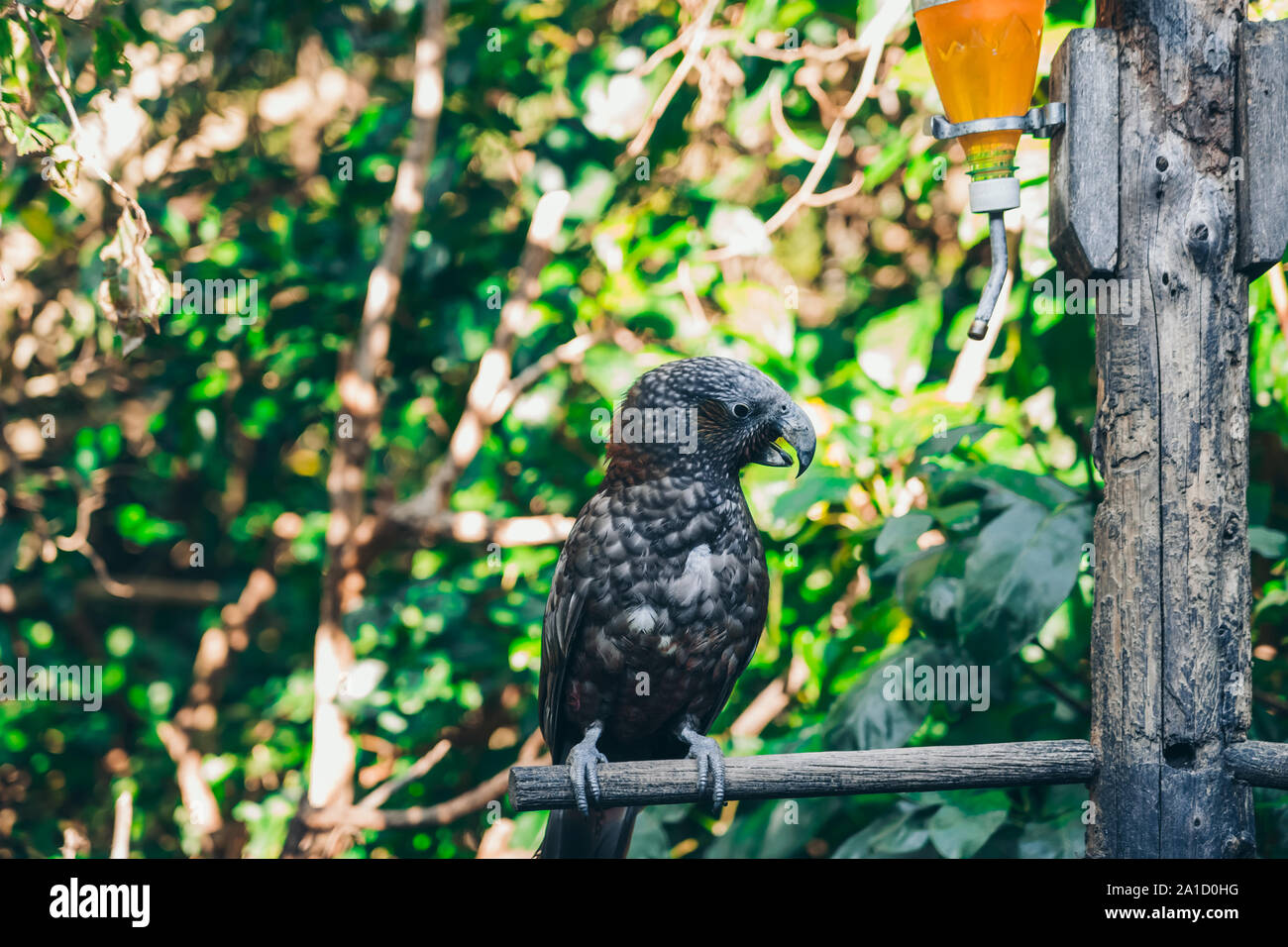 Portrait kaka animal bird hires stock photography and images Alamy