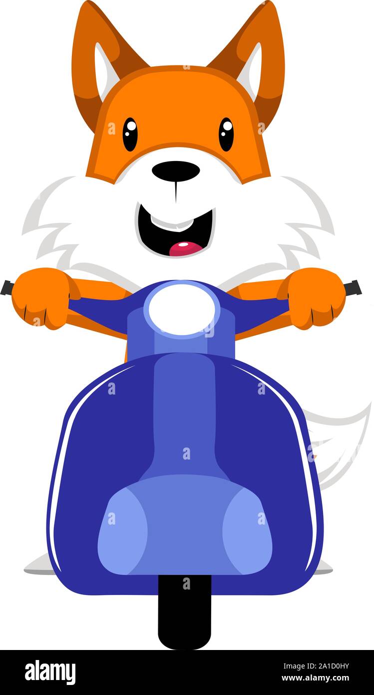 Fox on scooter, illustration, vector on white background. Stock Vector