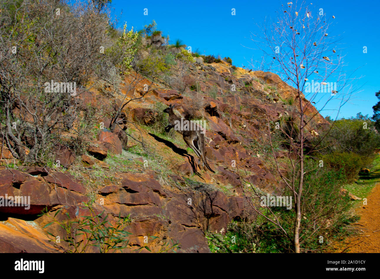 Western Grey Kangaroo in the Wild Stock Photo