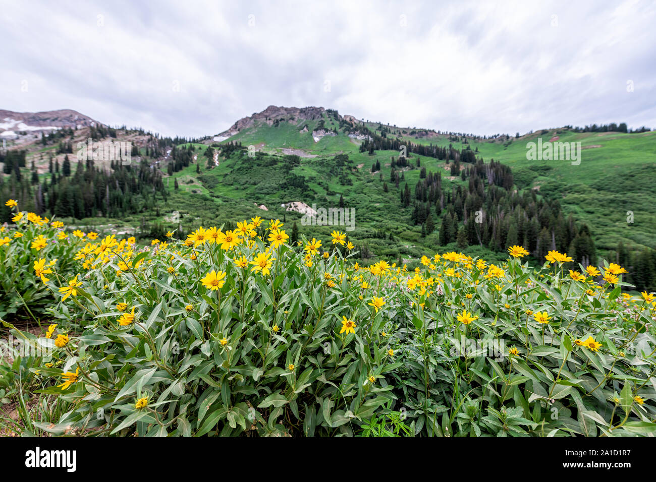 Albion Basin, Utah summer 2019 meadows trail wide angle view of yellow Arnica flowers in wildflowers season in Wasatch mountains Stock Photo