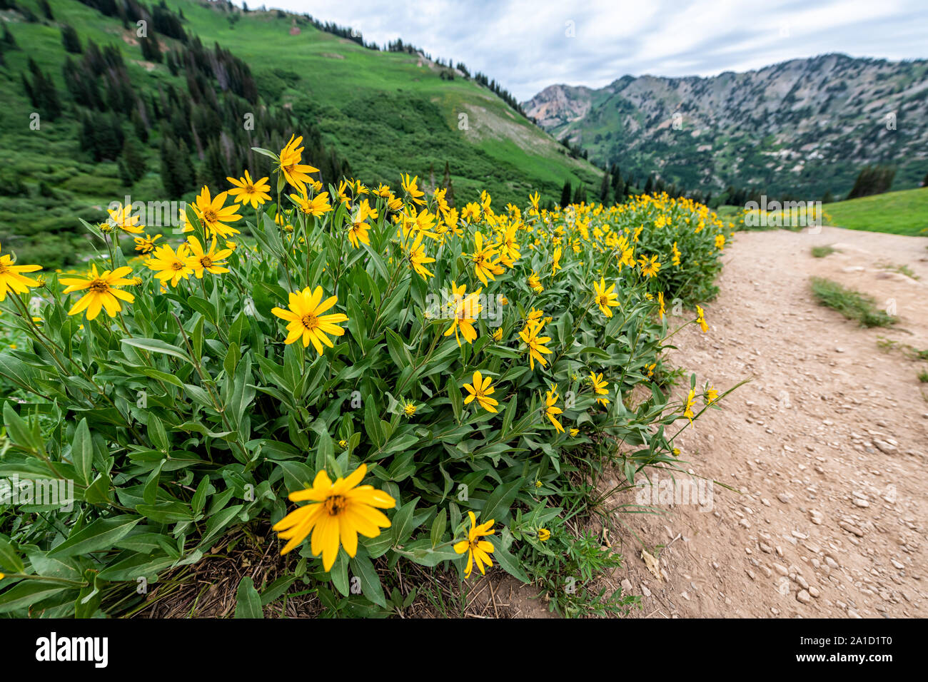 Albion Basin, Utah summer 2019 meadows trail wide angle view of many yellow Arnica sunflowers flowers in wildflowers season in Wasatch mountains Stock Photo