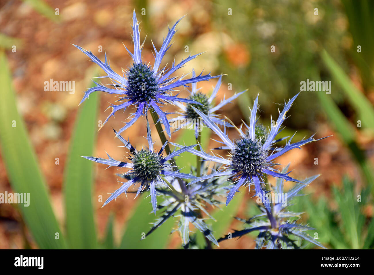Blue Star Sea Holly Also Called Eryngium Alpinum From New Mexico Stock Photo Alamy