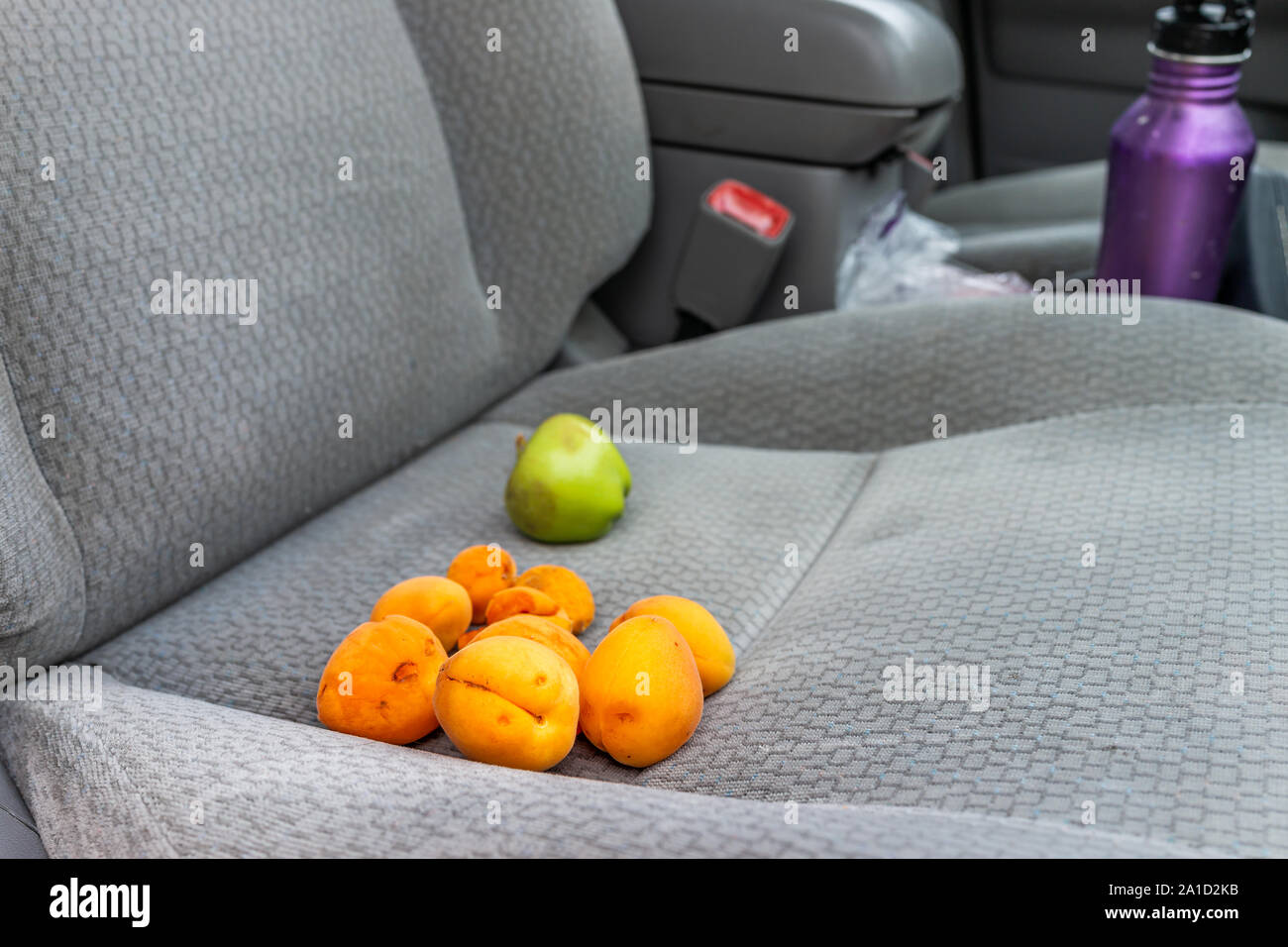Apricots harvest of many ripe orange yellow fruit and green apple on passenger seat of car as snack on road trip with nobody Stock Photo