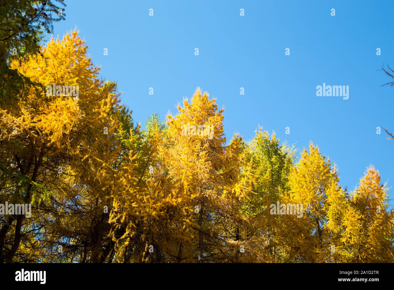 Autumn. Beautiful yellow birch leaves and branches of larch trees on a ...