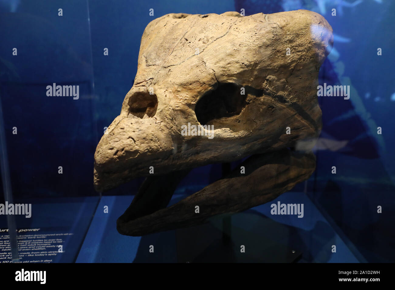 Sydney, Australia. 26th September 2019. Sea Monsters: Prehistoric Ocean Predators opens to the public on Thursday 26 September and brings together never-before-seen real fossils from millions of years ago, gigantic life-sized casts from real specimens, immersive multimedia and hands on interactives. Pictured: a replica Archelon (early turtle) skull. Credit: Richard Milnes/Alamy Credit: Richard Milnes/Alamy Live News Stock Photo
