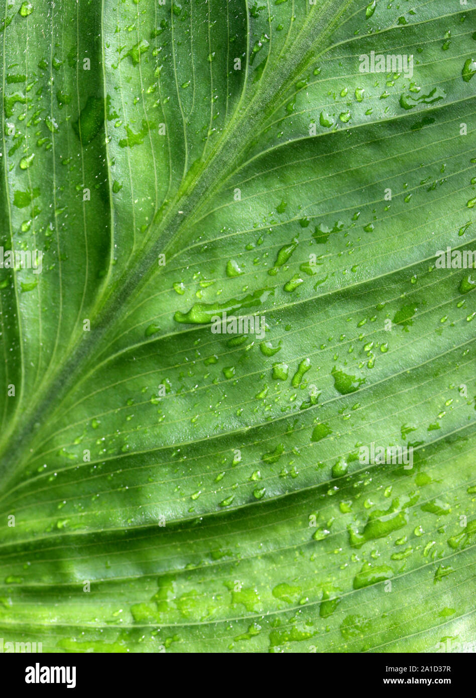 Close up of Green Leaf in nature Stock Photo - Alamy