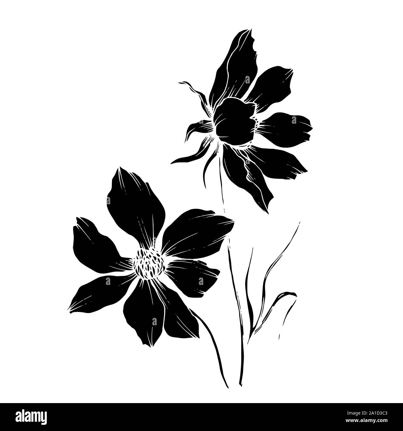 Vector Cosmos floral botanical flowers. Black and white engraved ink ...