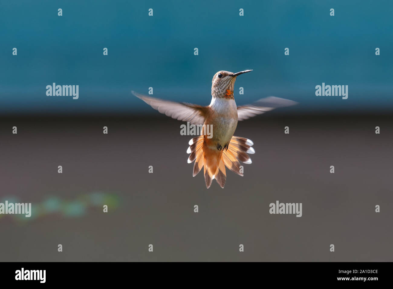 flying rufous hummingbird at Vancouver BC Canada Stock Photo - Alamy
