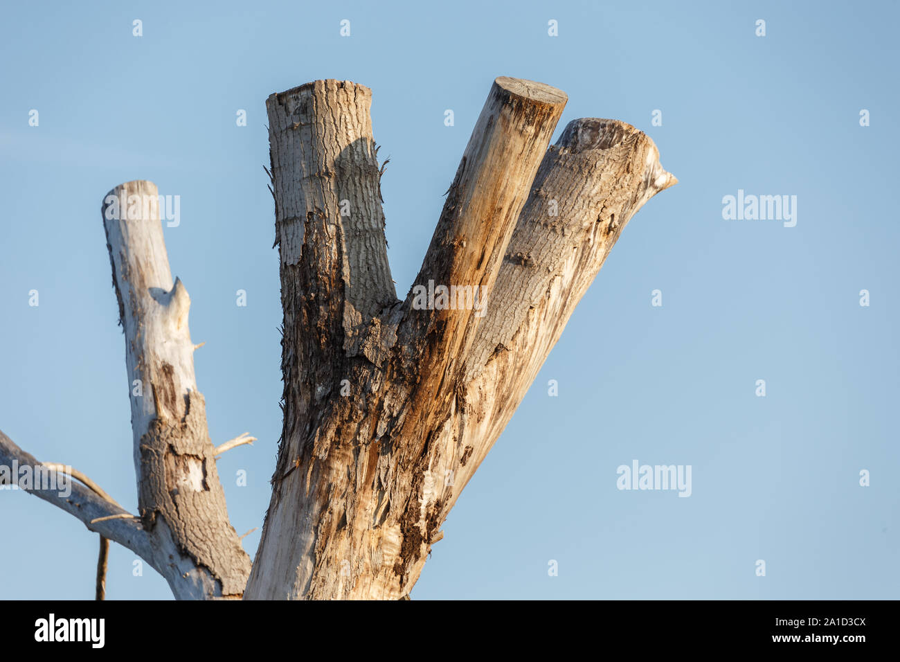 Dry tree branch,  trunk,  with blue sky Stock Photo