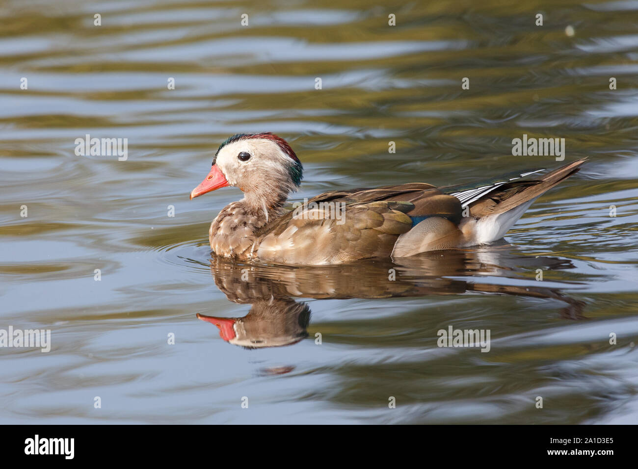 Mandarin duck male hires stock photography and images Alamy