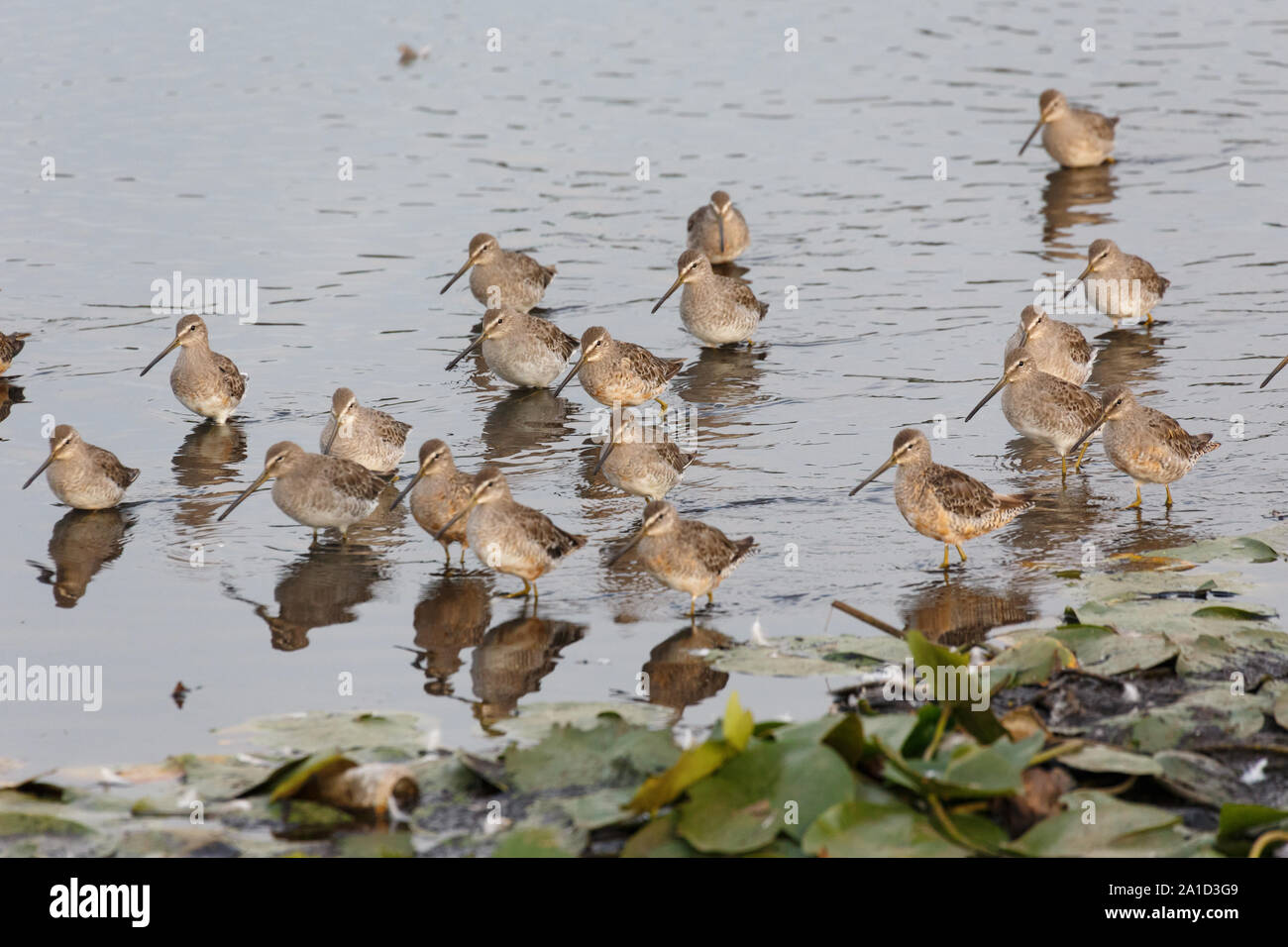 long billed dowitcher at Vancouver wet land , BC Canada Stock Photo