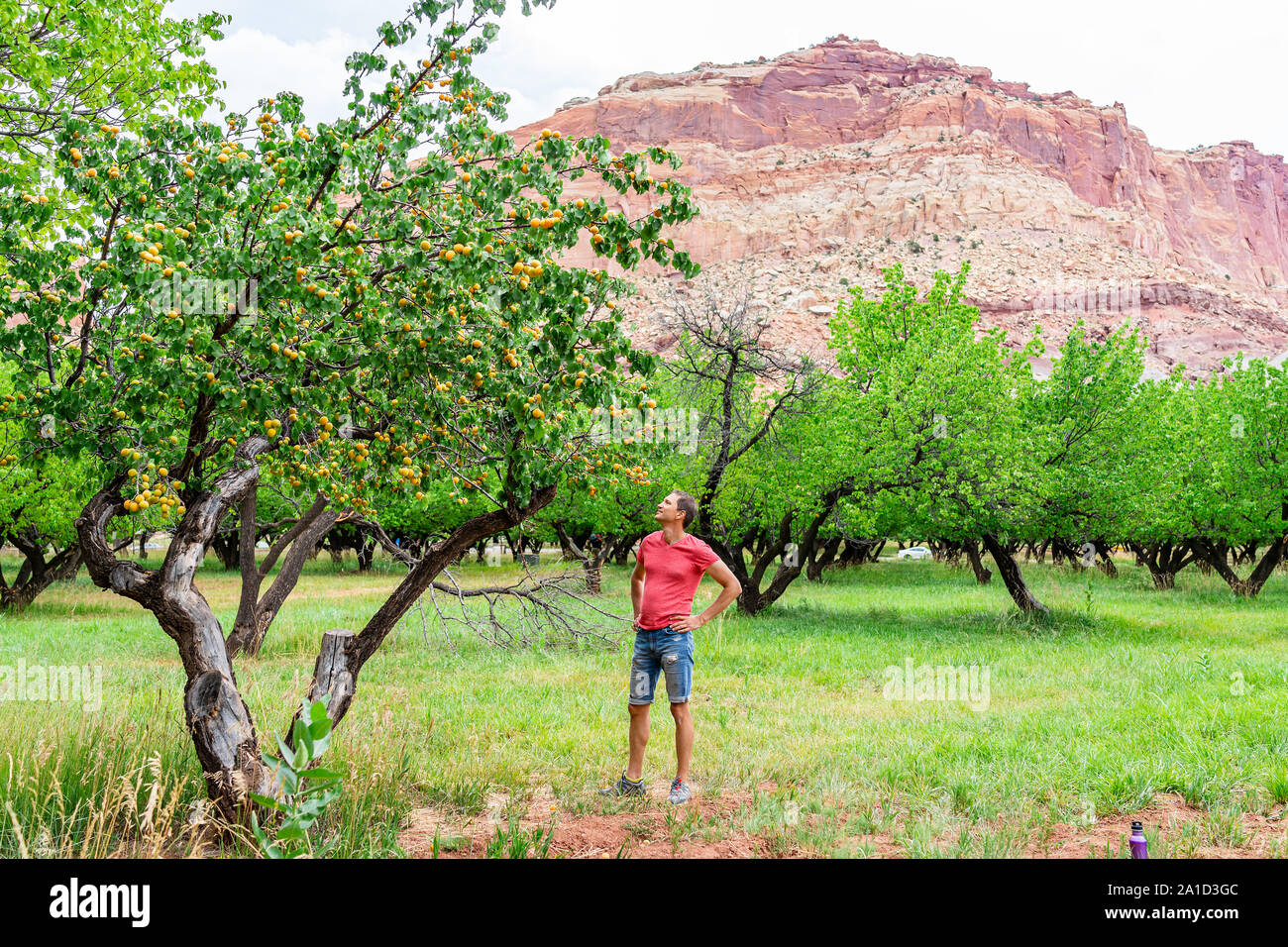 Fruita utah apricots hires stock photography and images Alamy