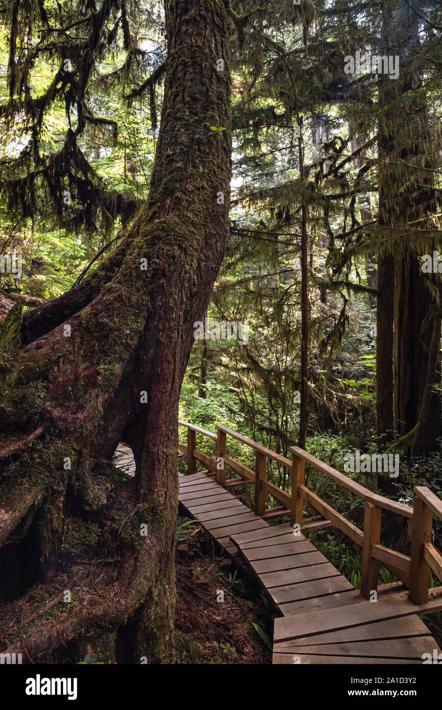 Rain forest view on Pacific Rim walkway in Victoria Island, Canada Stock Photo