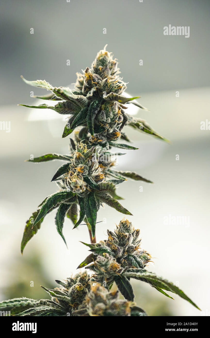 Beautiful cannabis plant with full grown nugs and blurry background Stock Photo