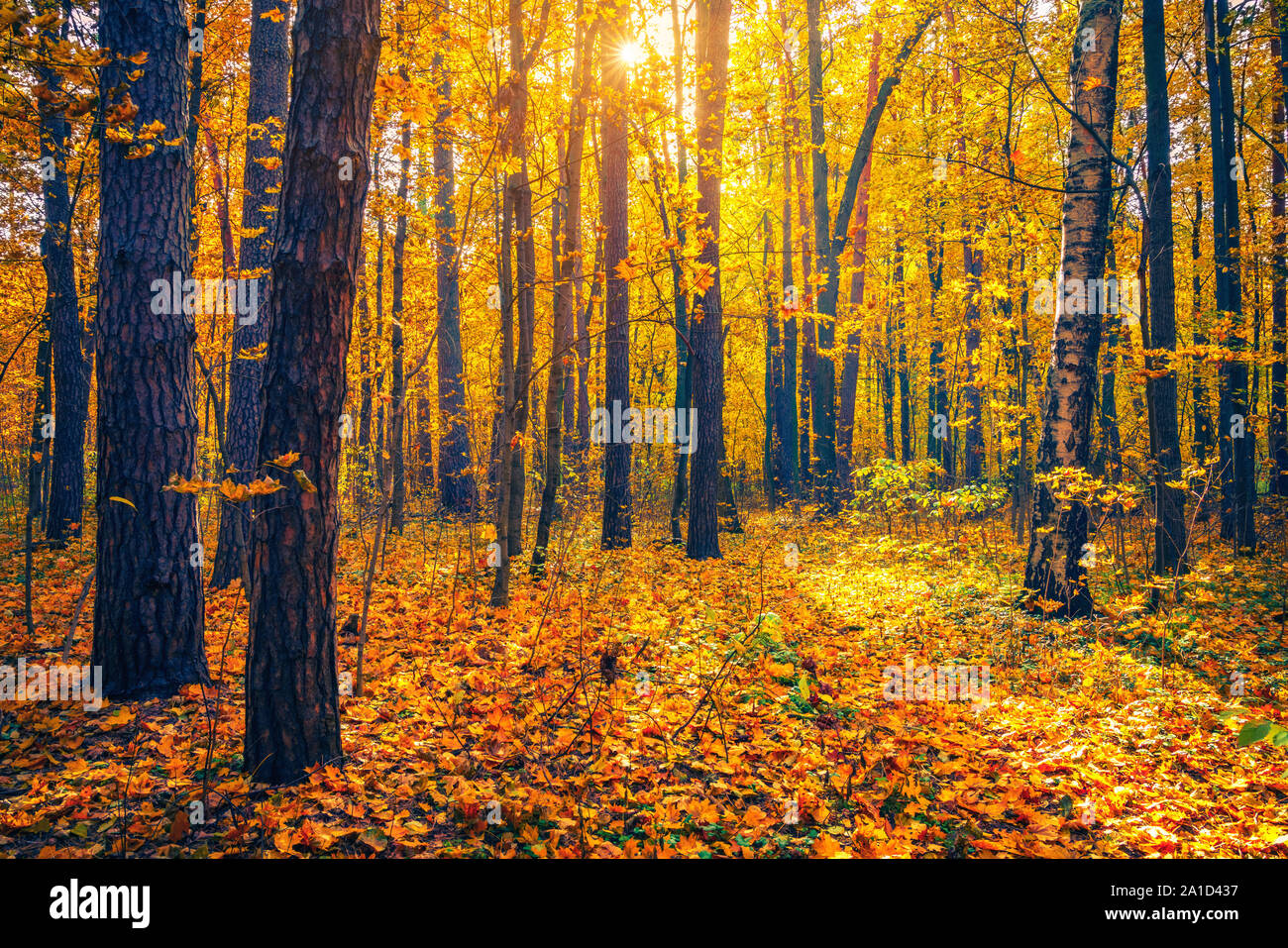 Bright trees in sunny autumn forest Stock Photo