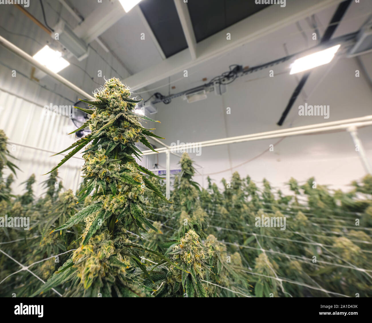 Massive marijuana bud on top of big weed plant at indoor farm Stock Photo -  Alamy