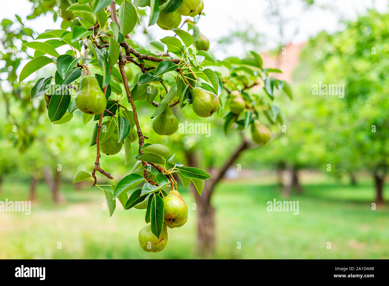 Hanging unripe green pears fruit on tree rows closeup in orchard in summer  in Capitol Reef National Monument in Utah Stock Photo - Alamy