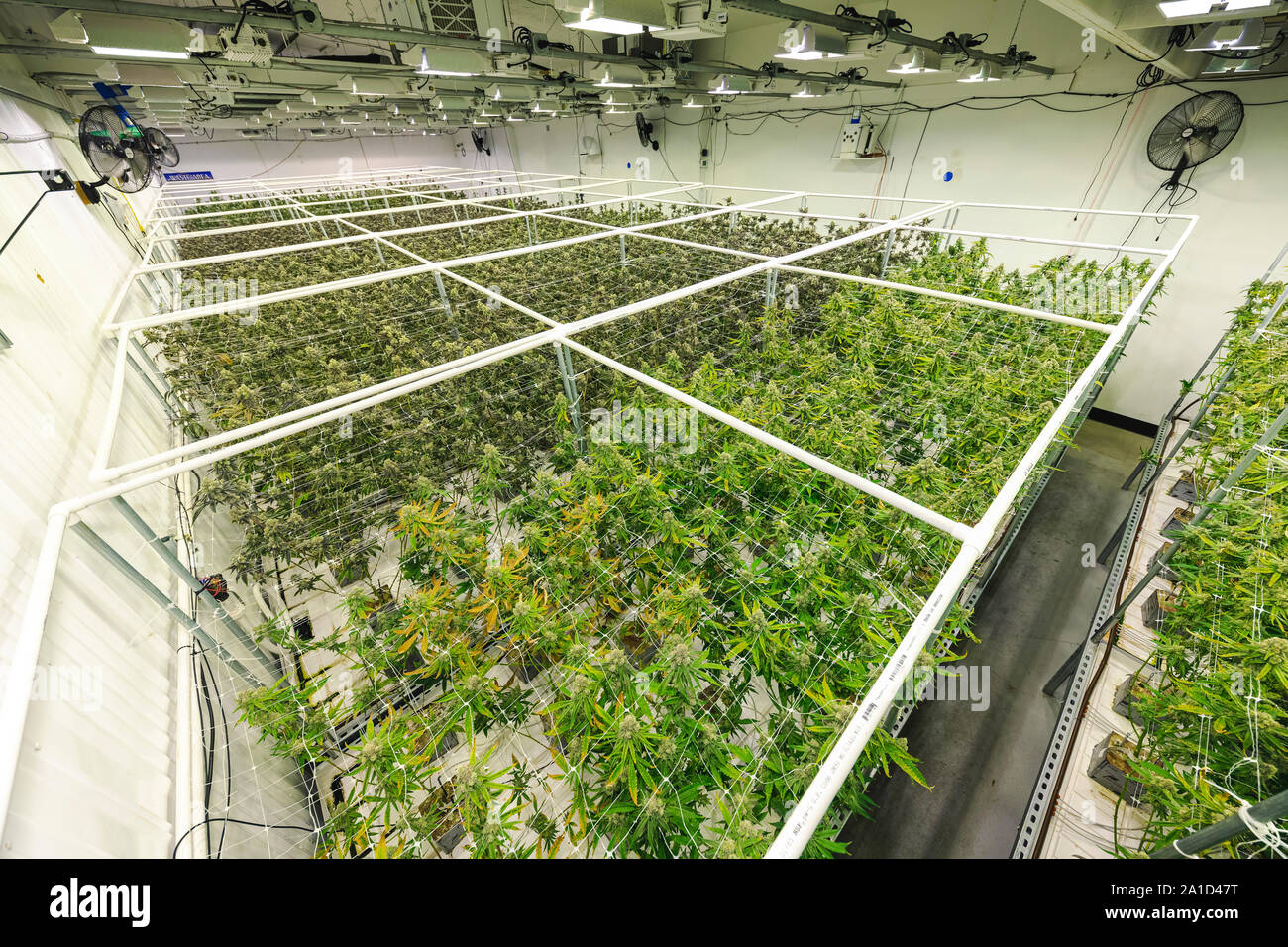 Grow room hi-res stock photography and images - Alamy