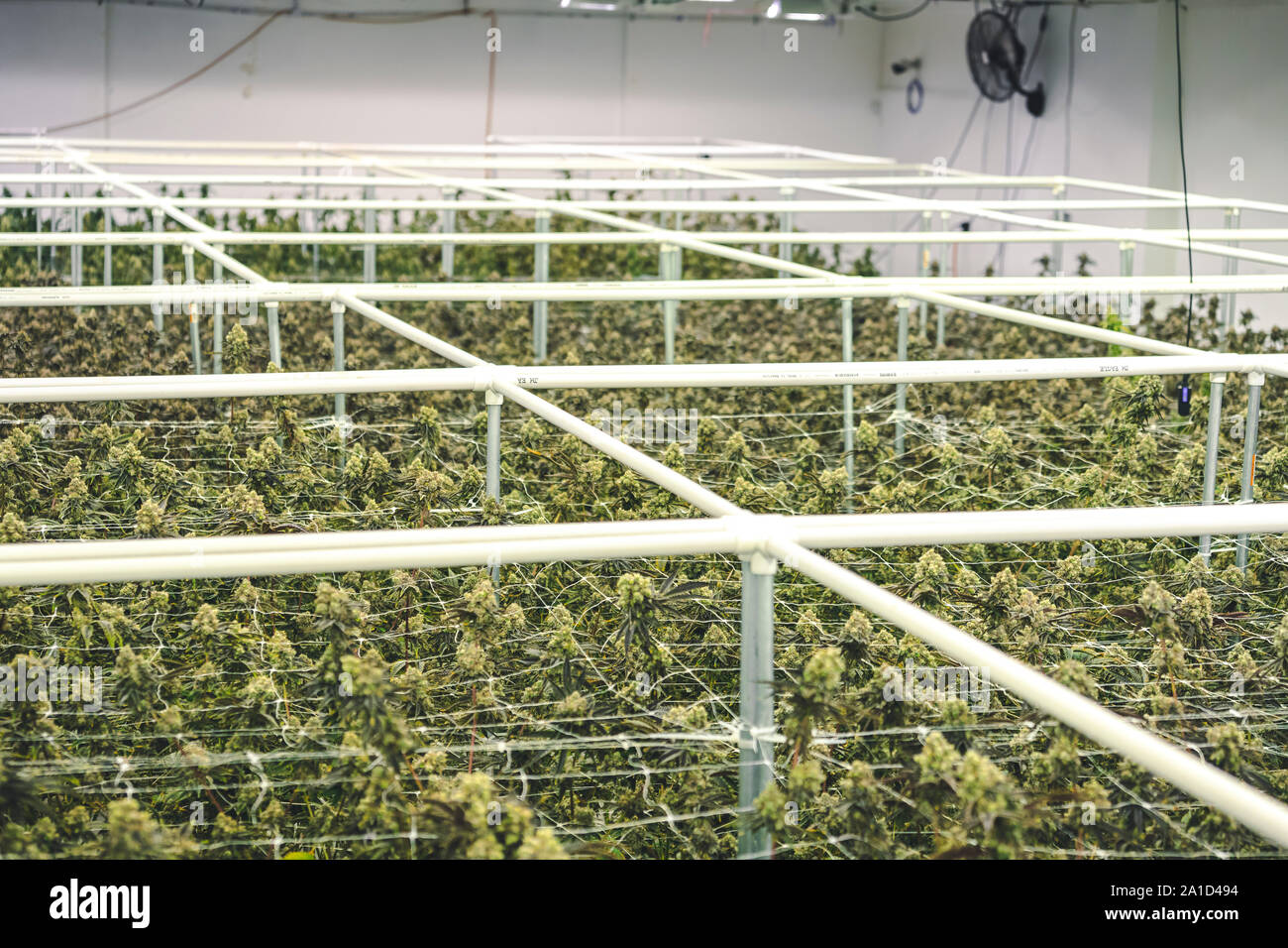 Rows of legal pot growing at indoor farm Stock Photo Alamy