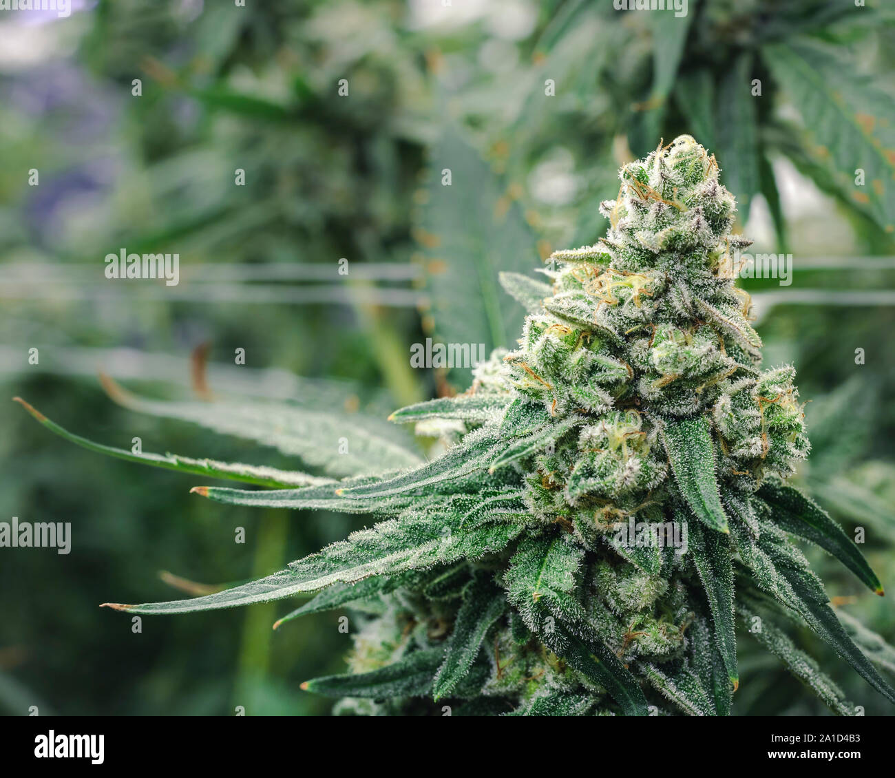 Close up cannabis nug growing on top of commercial plants at industrial greenhouse Stock Photo