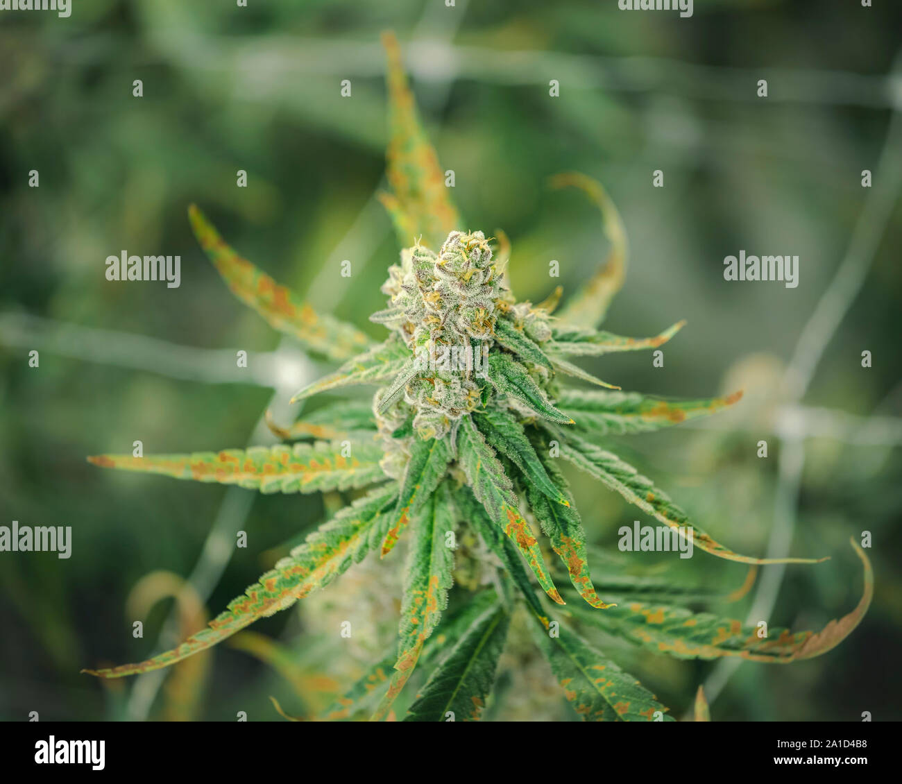 Weed plant with full grown nug on blurry pot garden background Stock Photo  - Alamy