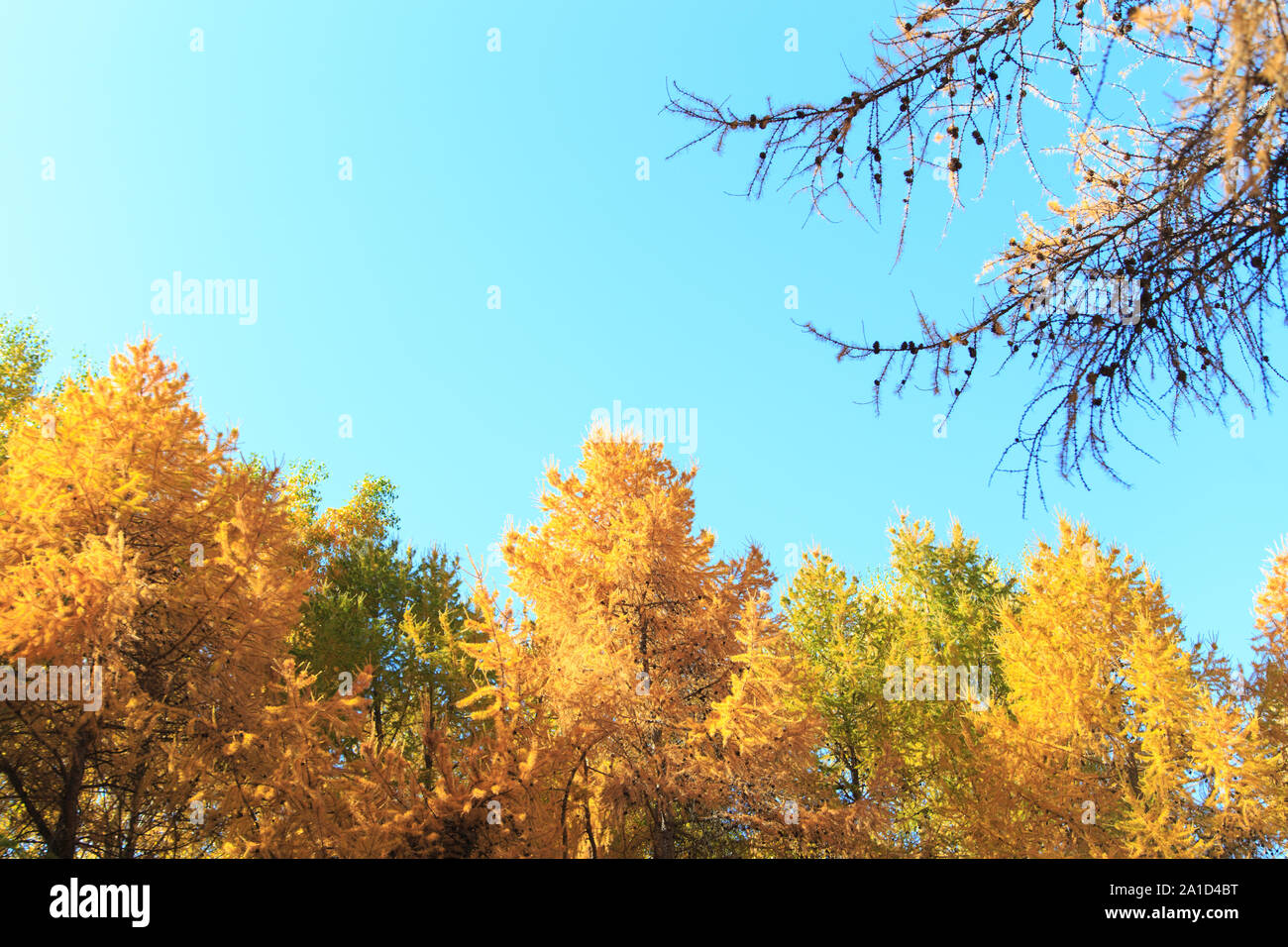 Autumn. Beautiful yellow birch leaves and branches of larch trees on a ...