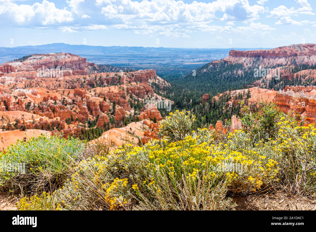 Landscape high angle view from Sunset Point Overlook cliff edge at Bryce Canyon National Park in Utah with yellow flowers in foreground during day Stock Photo