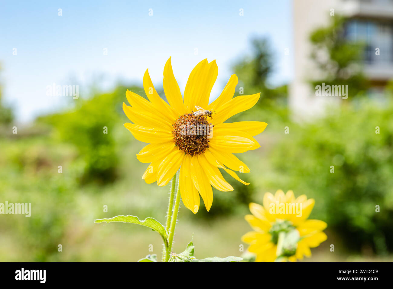 Coreopsis, yellow flowers growing wild in field Stock Photo