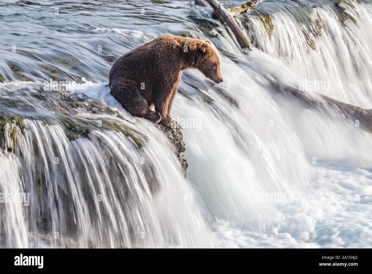 Cute young grizzly bear sitting on Brooks Falls in Katmai, Alaska Stock Photo