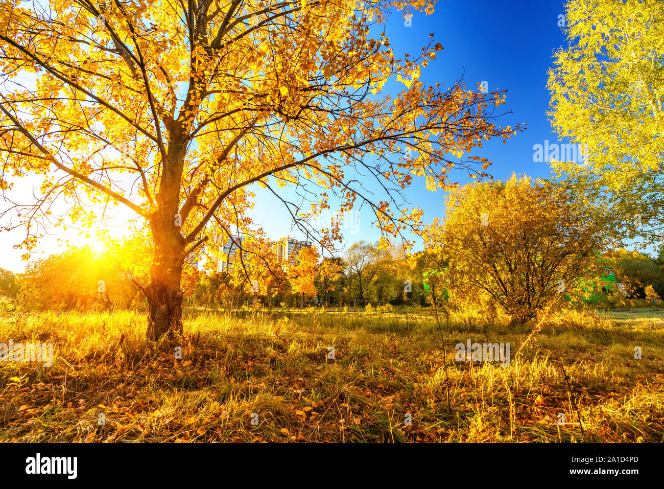 Bright tree in sunny autumn park Stock Photo