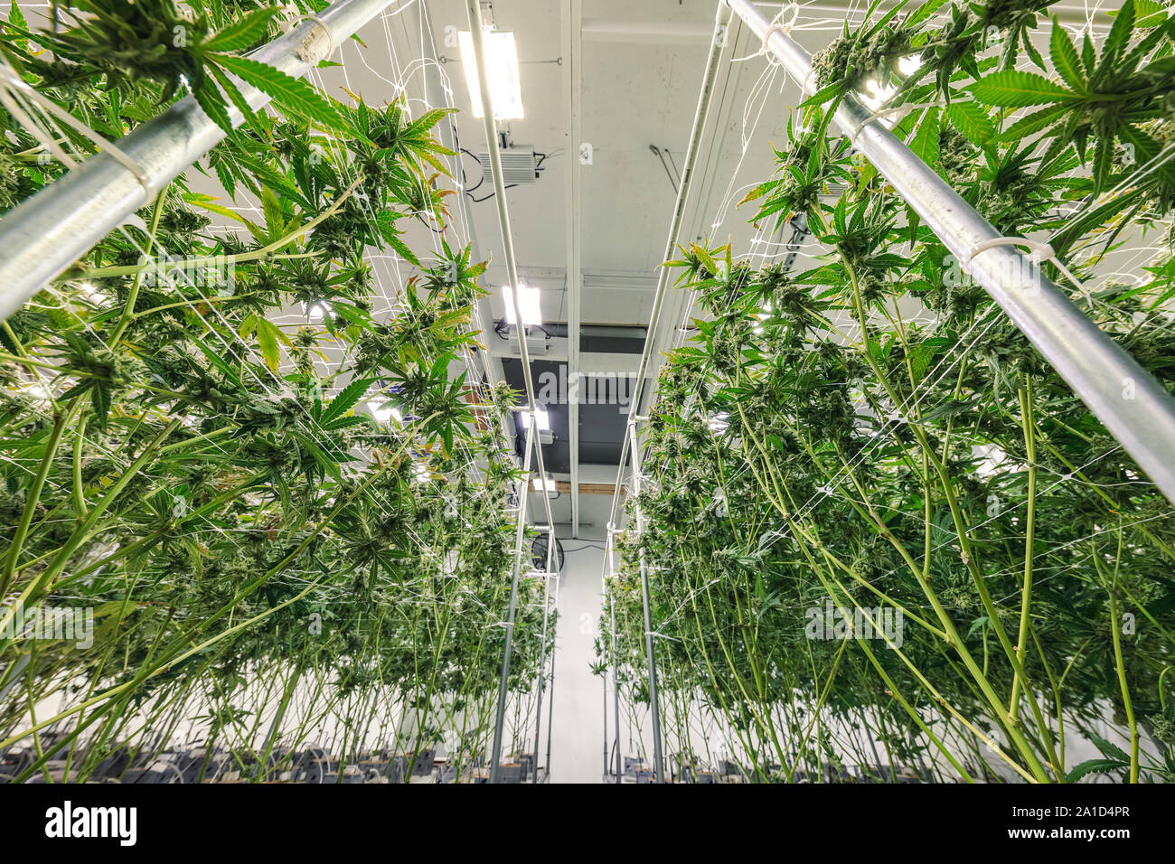 Mature weed plants under lights at legal facility Stock Photo Alamy