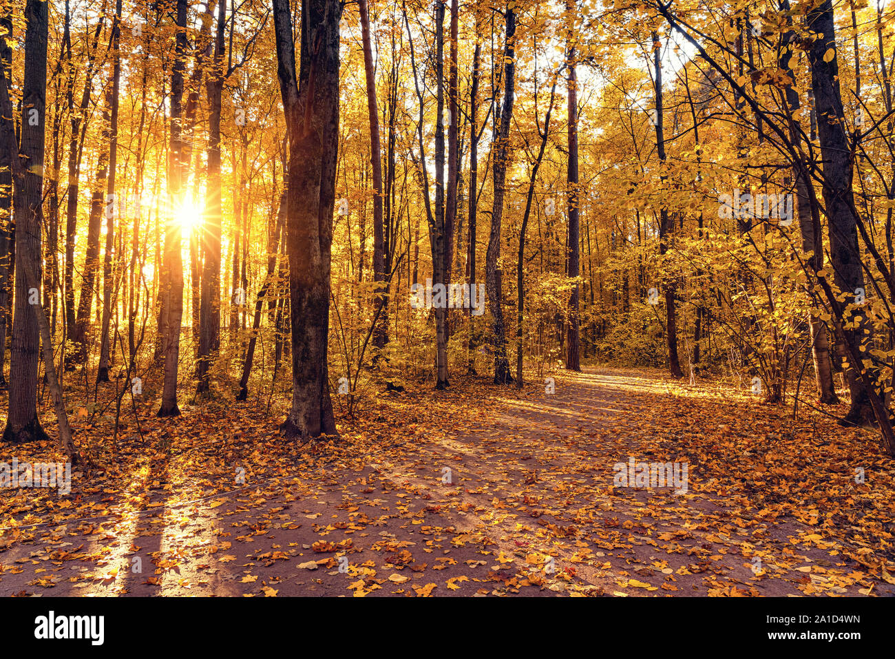 Bright trees in sunny autumn park Stock Photo