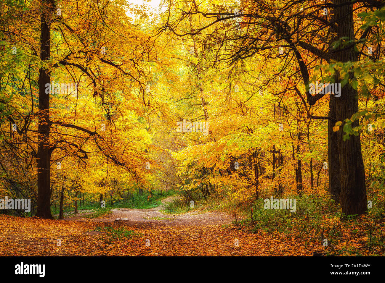 Pathway in autumn forest Stock Photo