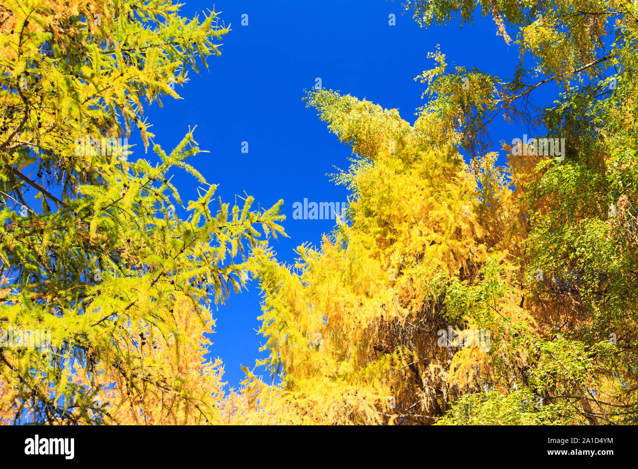 Autumn. Beautiful yellow birch leaves and branches of larch trees on a ...