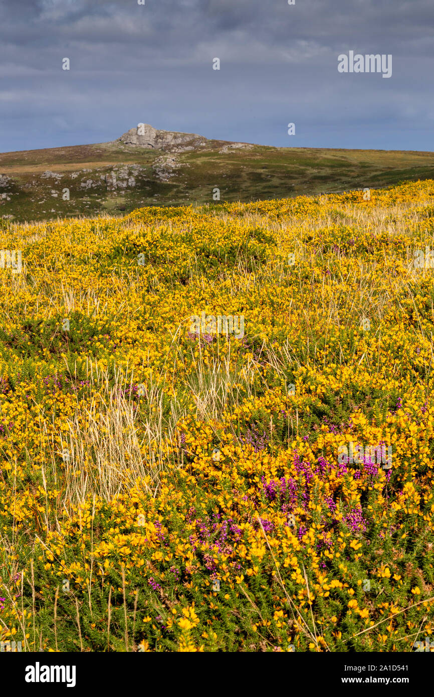Gorse and rocks on Dartmoor, Devon, England Stock Photo