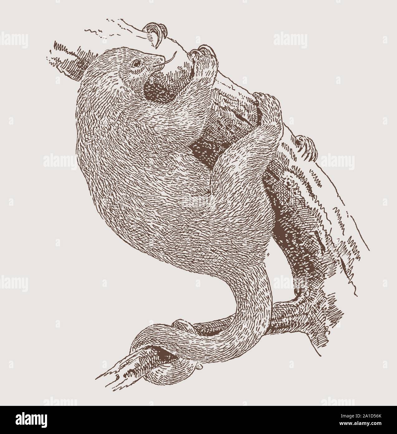 Silky anteater (cyclopes didactylus) clinging to a branch. Illustration after an engraving from the 19th century Stock Vector