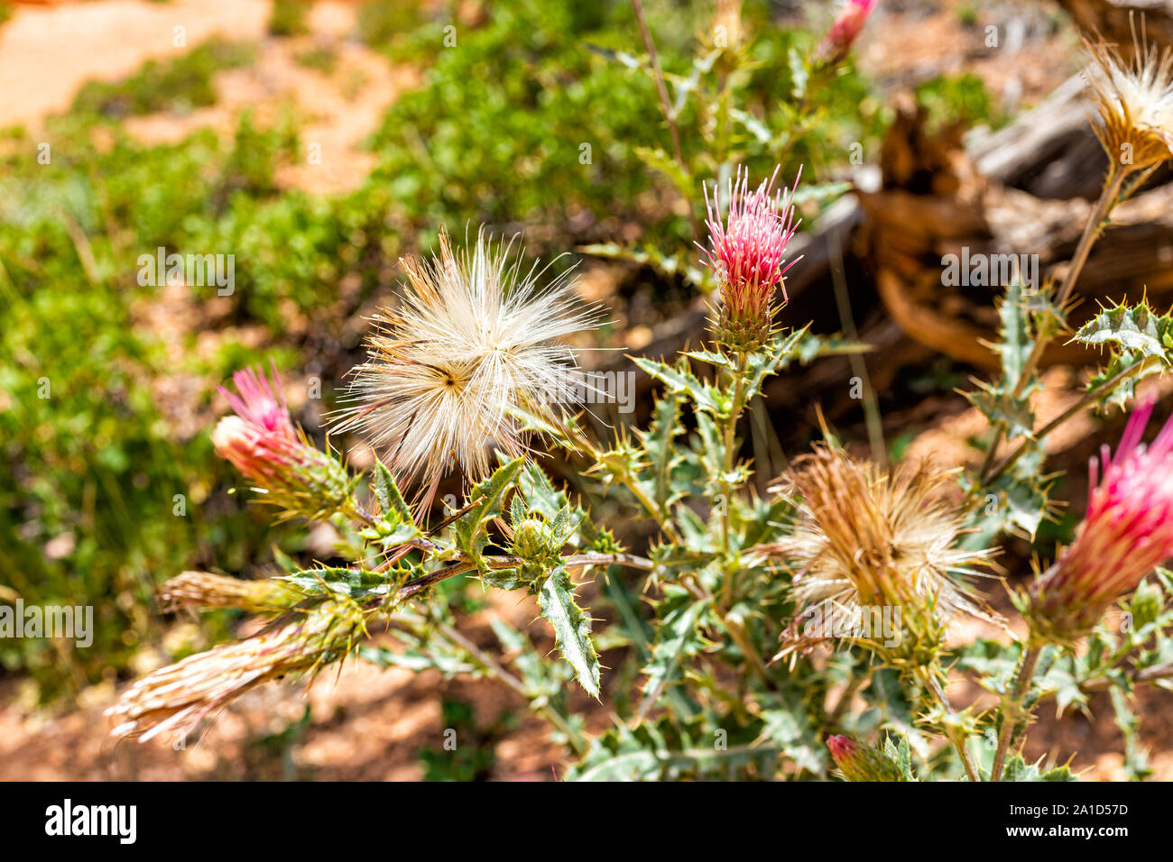 Macro closeup of fuzzy pink thistle flowers and thorny plant at Queens Garden Navajo Loop trail at Bryce Canyon National Park in Utah with texture Stock Photo
