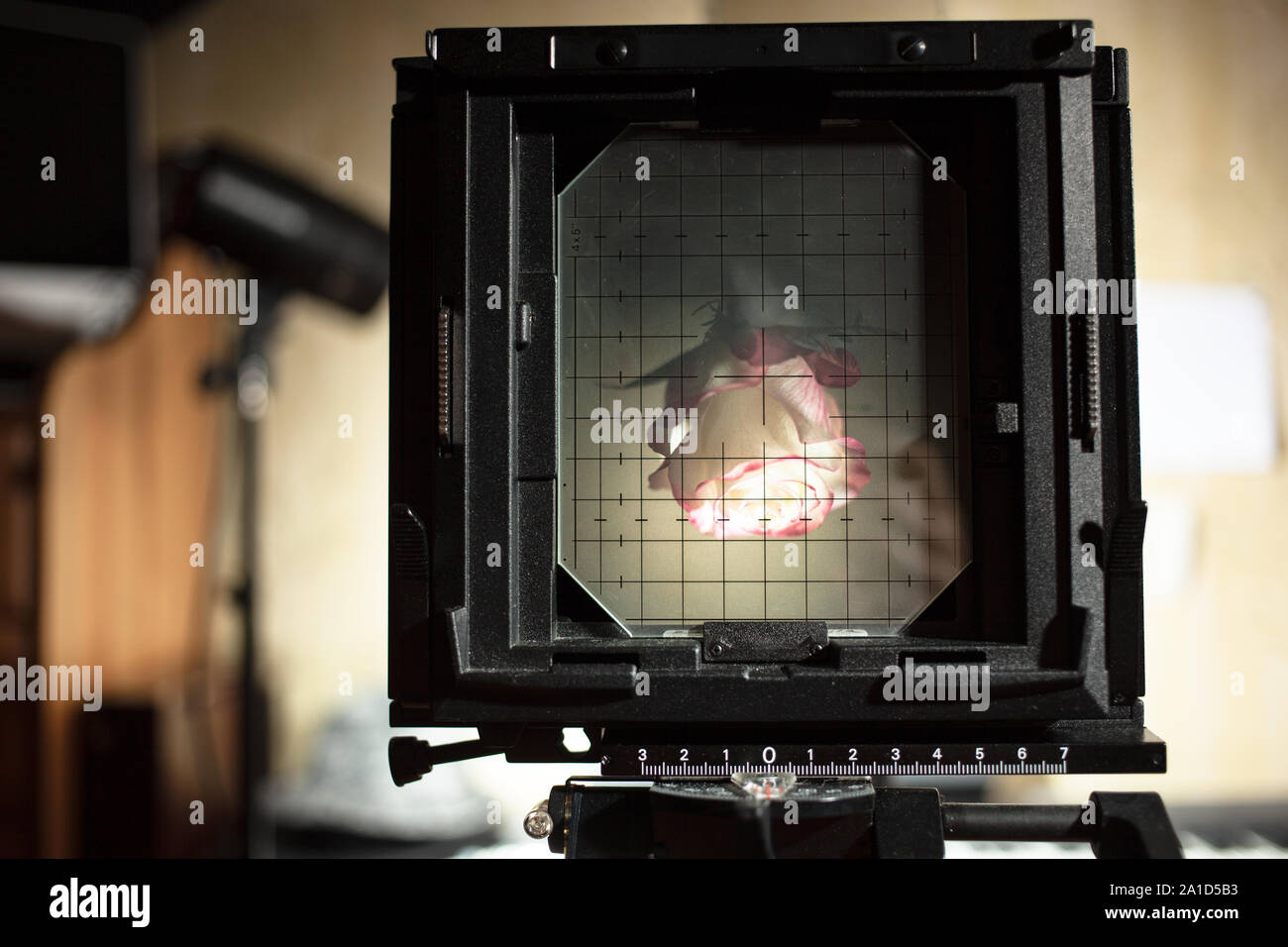 photographing a rose on large format cameras with focusing screen Stock