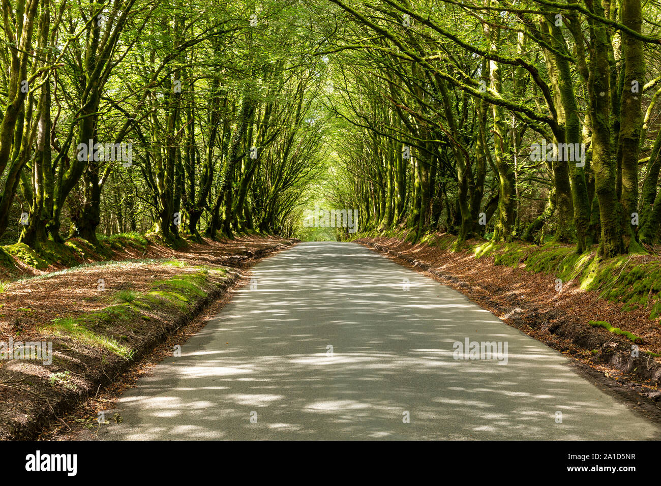 Tree lined road in Hartland, Devon, England Stock Photo