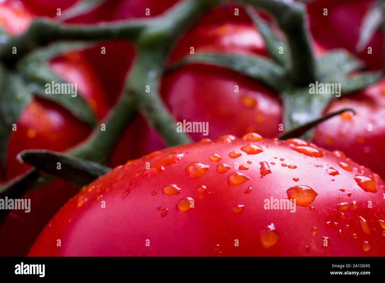 branch of red tomatoes with water drops with blurred background Stock ...