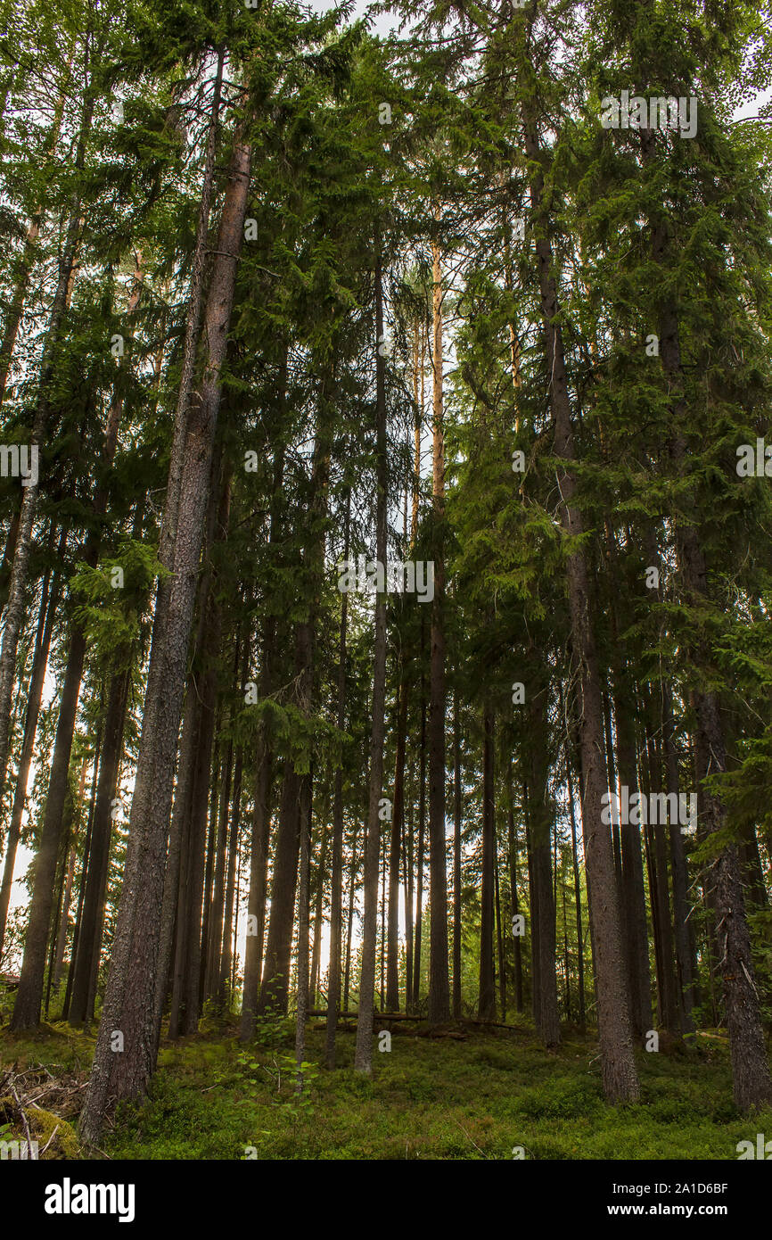 spruce forest in the rays of the sun backlit, view from below Stock ...
